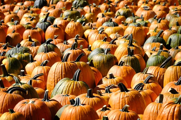 Ряди гарбузів у яскравому сонячному світлі збирають восени помаранчевий УТ — стокове фото