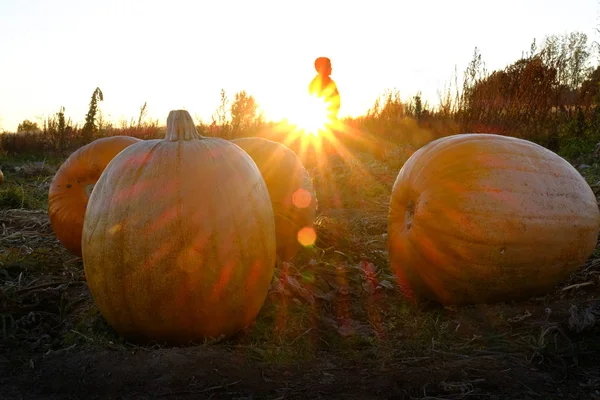 Pumpor i fält med solnedgång Sunstar fall Harvest orange Child — Stockfoto
