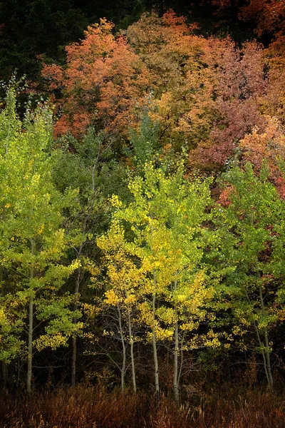 Automne trembles couleurs automne feuilles d'or et carte du tronc blanc — Photo