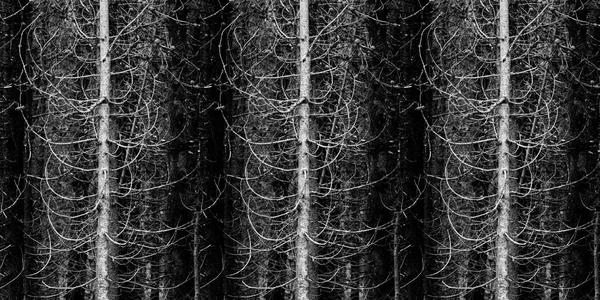 Wilderness Forest of Pine Trees Limbs and Branches — Stock Photo, Image