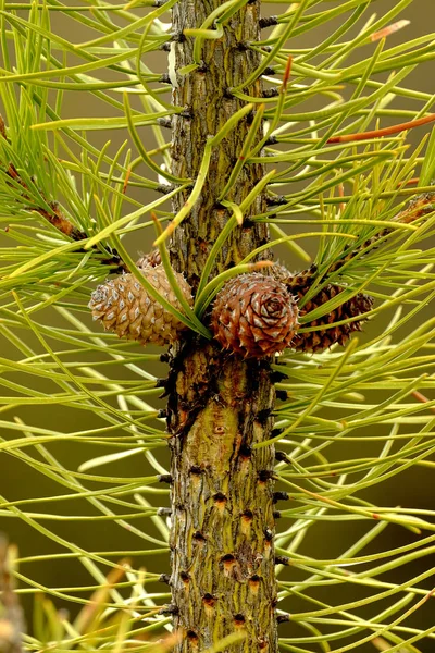 Agulhas de pinheiro Pequenas agulhas de pinheiro molhado Pinecone — Fotografia de Stock