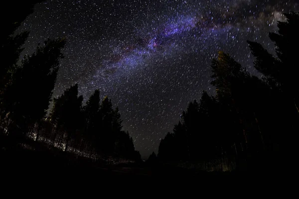 Gece yıldızında Samanyolu gökyüzü ormanı — Stok fotoğraf