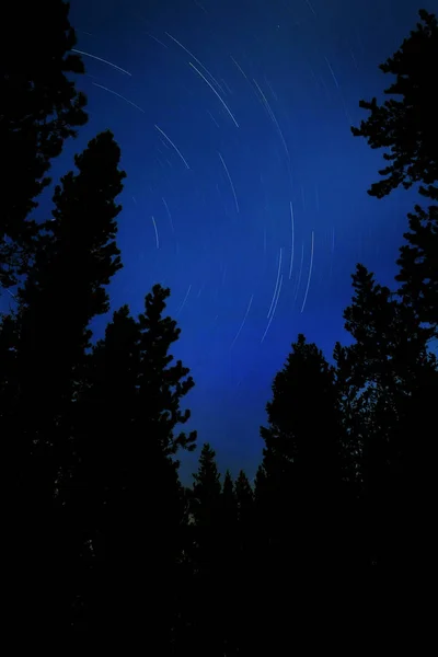 Trilhas da estrela na floresta do céu nocturno da selva das árvores de pinho — Fotografia de Stock