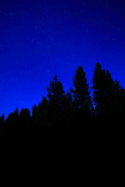 Trilhas da estrela na floresta do céu nocturno da selva das árvores de pinho — Fotografia de Stock