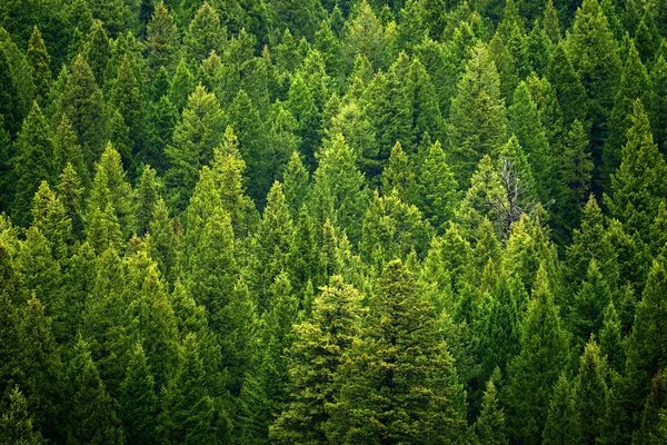 Floresta de pinheiros em montanhas selvagens acidentado — Fotografia de Stock