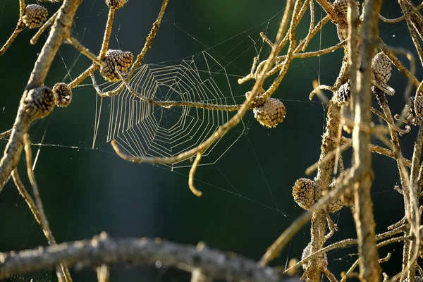 Spider Web in Pine Tree takken in de vroege ochtend licht — Stockfoto