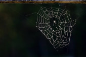 Spider Web csepp harmat és a napfény ellen Dark Backgro