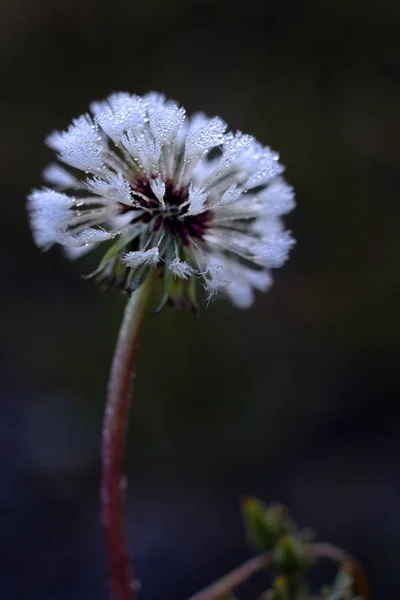 Dandylion z rosy krople zamrożone na nasiona — Zdjęcie stockowe