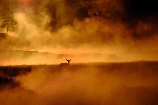 Wapiti debout dans la prairie près de la rivière avec brume de vapeur du matin Su — Photo