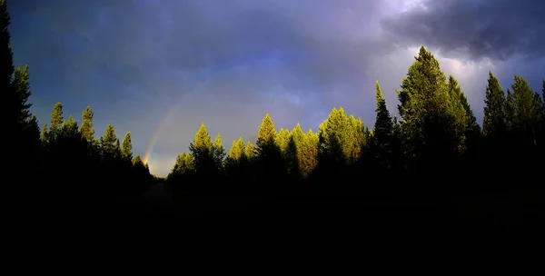 Berggewitter regnet in Kiefernwald mit Regenbogen — Stockfoto