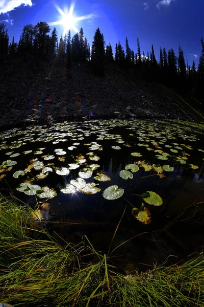 Hojas de lirio flotando en el agua reflejando los pinos del cielo — Foto de Stock