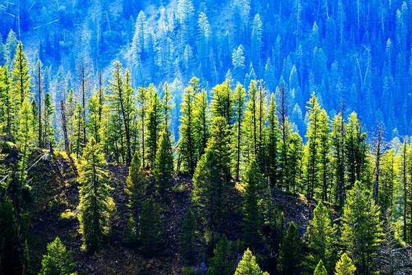 Kiefernwald in den Bergen auf dem Ridgeline — Stockfoto