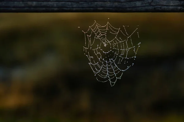 Spinnenweb met druppels dauw en zonlicht tegen een donkere Backgro — Stockfoto