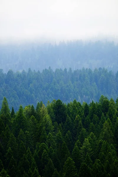 Viharos erdő hegyek felhők és a köd Időjárás — Stock Fotó