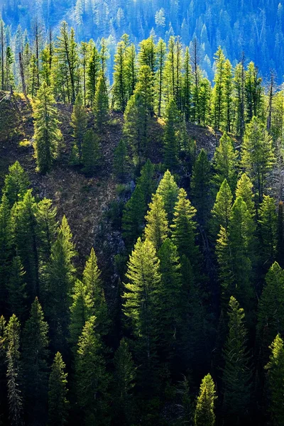 山脊上的松树林 — 图库照片