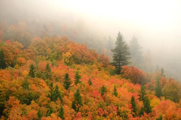 Otoño otoño arce y pinos con niebla en la ladera de la montaña — Foto de Stock