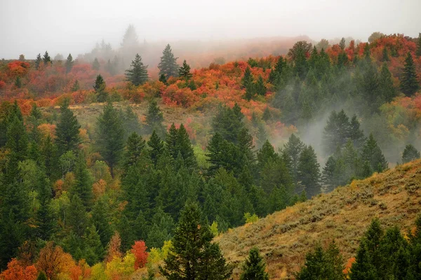 山の中腹に霧が立ち込める秋の紅葉と松 — ストック写真