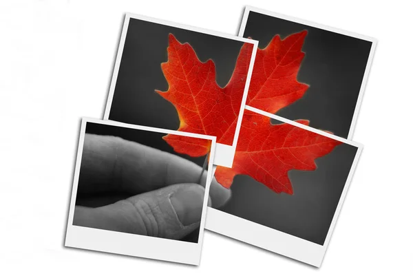 Hand Holding Fall Red Maple Leaf Foliage Autumn Film Frames Phot — 스톡 사진