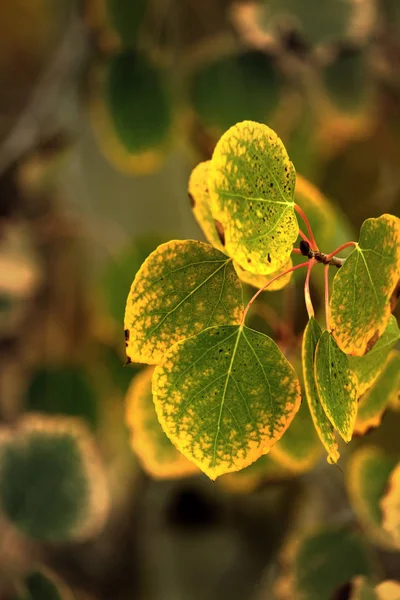 Espenblätter auf Zweig Herbst Farben Jahreszeiten — Stockfoto