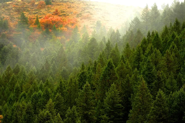 Herbst Herbst Ahorn und Kiefern mit Nebel am Berghang — Stockfoto