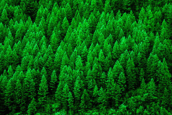 Detail of lush green pine forest of trees on mountainside in wilderness showing environment