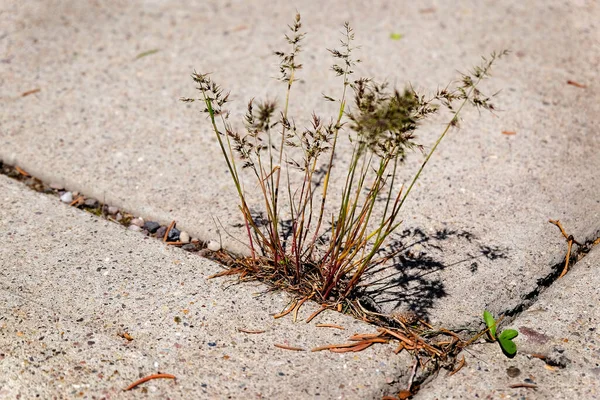 セメント歩道コンクリート区域の亀裂で成長している雑草草 — ストック写真