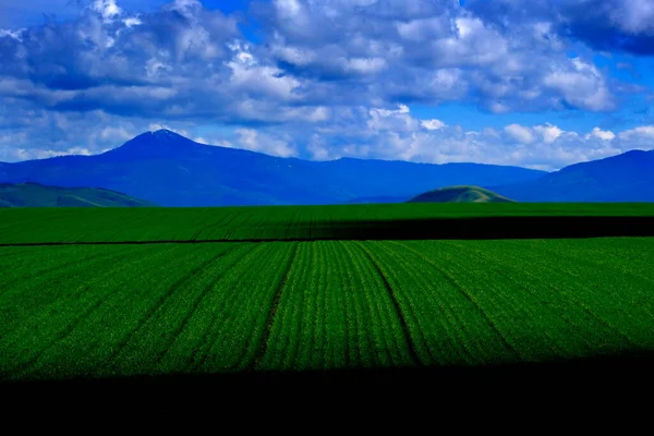Detail Field Grain Crop Growing Mountains Agriculture — Stock Photo, Image