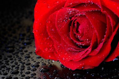 Su damlalı taze kırmızı gül romantik güzelliği damlatır.
