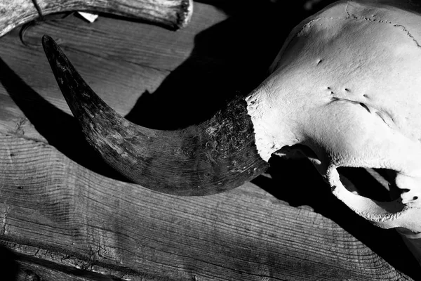 旧木箱黑色尖角上的牛头骨角 — 图库照片