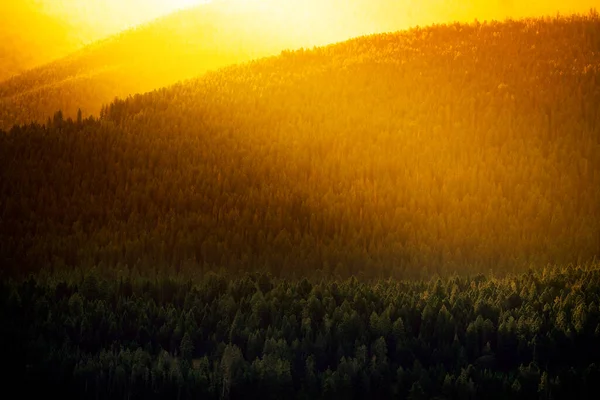 Kiefernwälder Und Berge Wildnis Schroffes Licht — Stockfoto