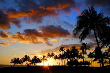 Tropikal palmiye ağaçları gün batımına kadar siluet olur.