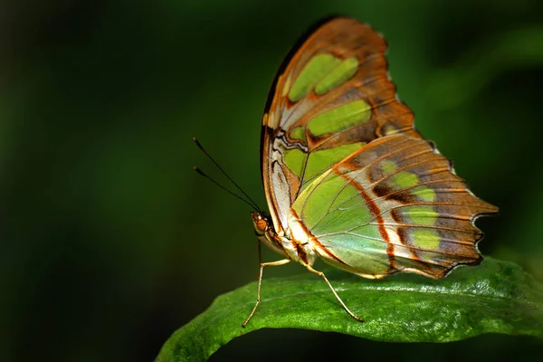 Dettaglio Farfalla Singola Fiore Pianta Che Nutre Nettare — Foto Stock