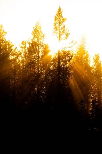 霧深い霧の朝の暖かさで森の松の木を流れるサンビームの日差し — ストック写真