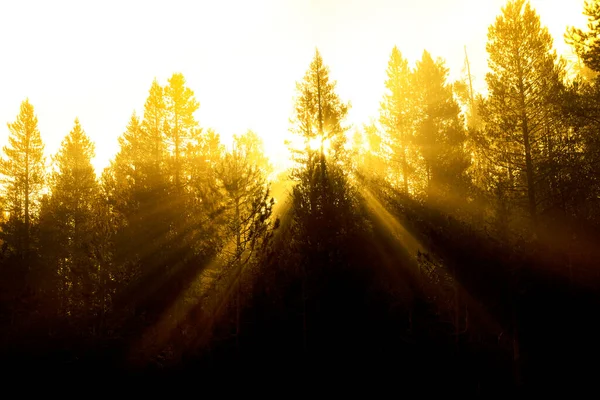 Sonnenstrahlen Sonnenstrahlen Strömen Durch Kiefern Wald Mit Nebligem Nebel Morgenwärme — Stockfoto