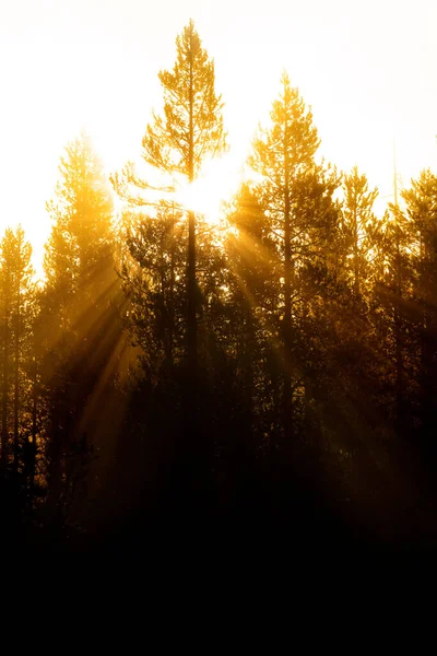 Morgenlicht Strömt Durch Neblige Kiefern Nebel Sonnenstrahlen Sonnenstrahlen — Stockfoto