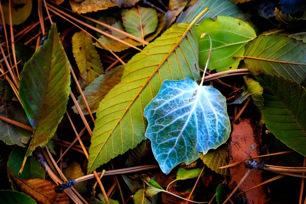 Herbst Blätter Auf Dem Boden Mit Kiefernnadeln Nahaufnahme Details Wald — Stockfoto