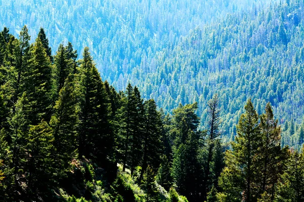 荒山松木中的松树林 — 图库照片