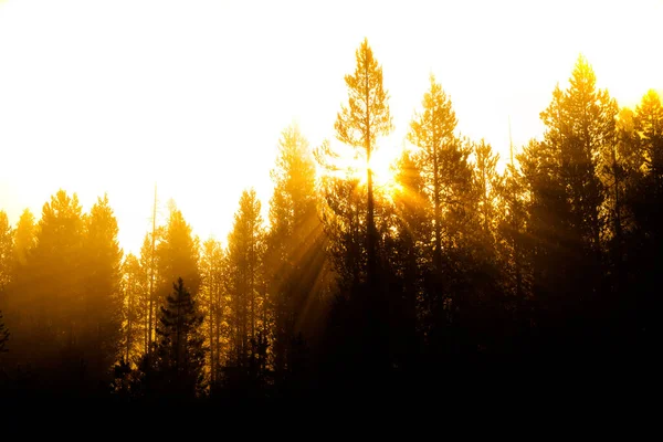 Sonnenstrahlen Sonnenstrahlen Strömen Durch Kiefern Wald Mit Nebligem Nebel Morgenwärme — Stockfoto