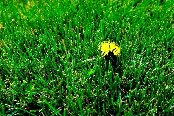 Diente León Único Creciendo Patio Hierba Verde Exuberante —  Fotos de Stock