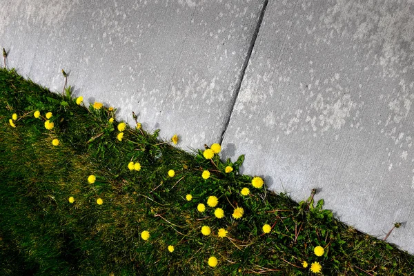 Dandelions Grass Growing Next Concrete Sidewalk Pathway — Stock Photo, Image