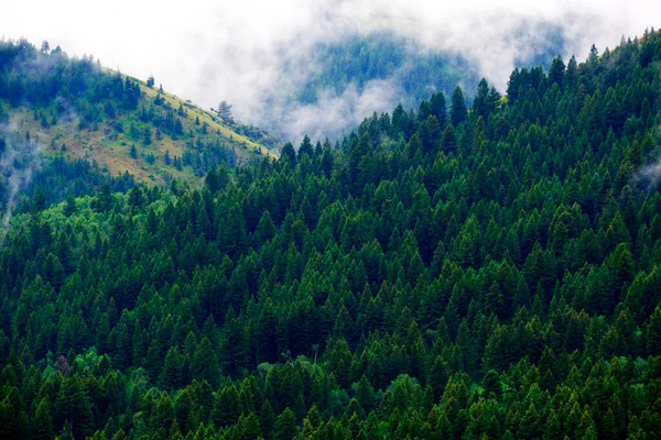 Горы Открытом Лесу Туман Сосны Туманные Туманные — стоковое фото