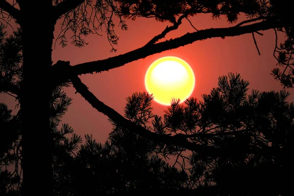 Trees Large Sun Orange Sky Setting — Stock Photo, Image