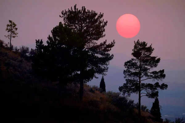 Bäume Und Große Sonne Vor Orangefarbenem Himmel — Stockfoto