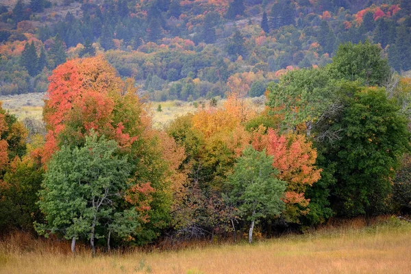 Fall trees in field changing colors with mountains in backgrouind