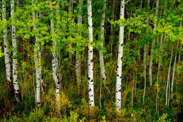 Aspen Árboles Otoño Con Colores Otoño Exuberante Abedul Bosque —  Fotos de Stock