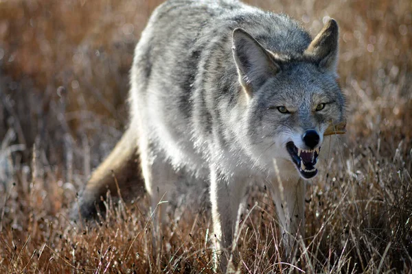 Coyote Gräs Fält Vildmark Hösten Hösten — Stockfoto