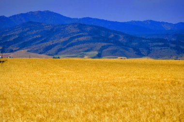 Dağlar buğday tarlaları hasat için hazır tahıl yetiştiriyor