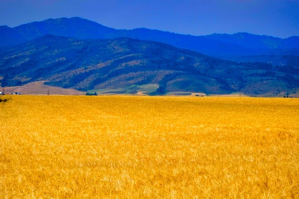 山地麦田 耕种准备收割的谷物 — 图库照片