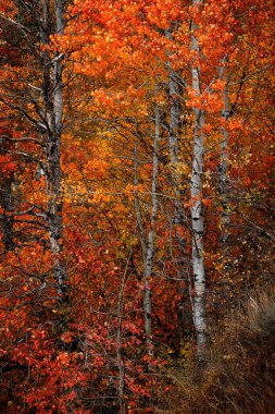 Sonbahar kavak ağaçları renk değiştiriyor altın yapraklar ve beyaz gövde akçaağaç kabuğu kırmızısı