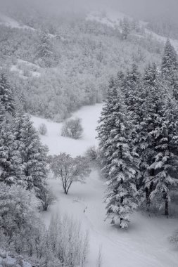 Kışın çam ağaçları, vahşi karlarla kaplıdır.